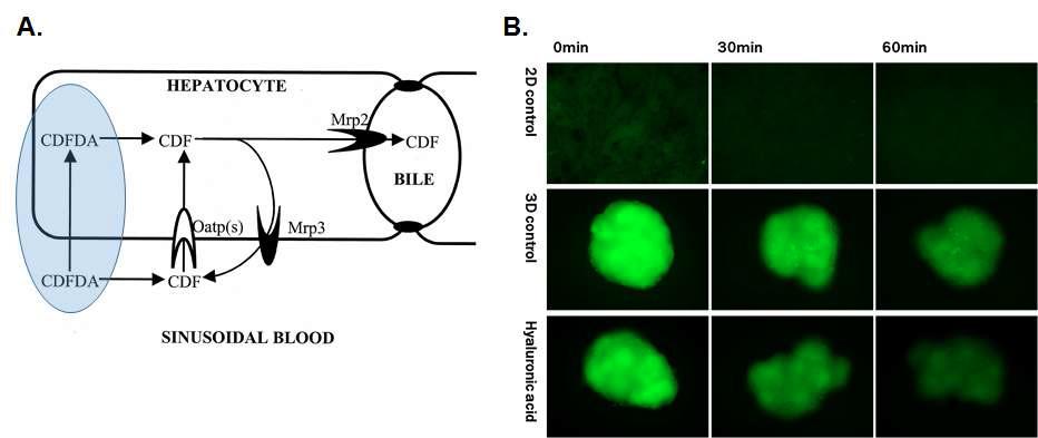 3차원 배양기술을 통한 줄기세포 유래 간세포의 bile canalicular transport 기능 검증