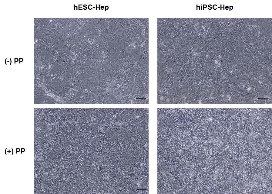 PP에 의한 인간 전분화능 줄기세포 유래 간세포의 형태학적 개선