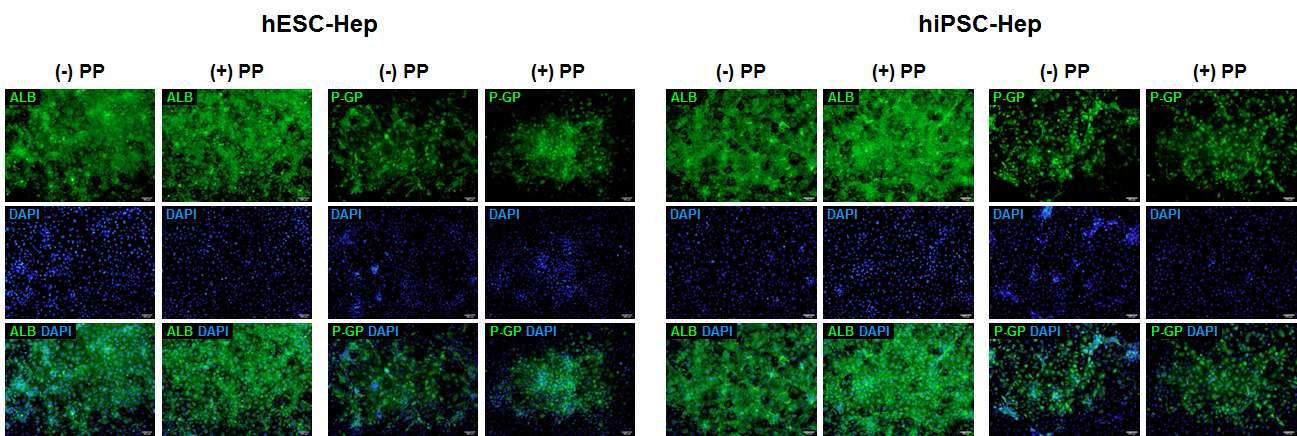 PP에 의한 인간 전분화능 줄기세포 유래 간세포의 ALB와 P-GP 단백질의 발현 분석