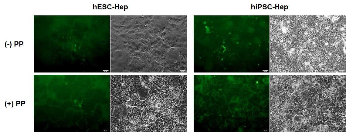 PP에 의한 인간 전분화능 줄기세포 유래 간세포의 bile canalicular transport 기능 변화 분석