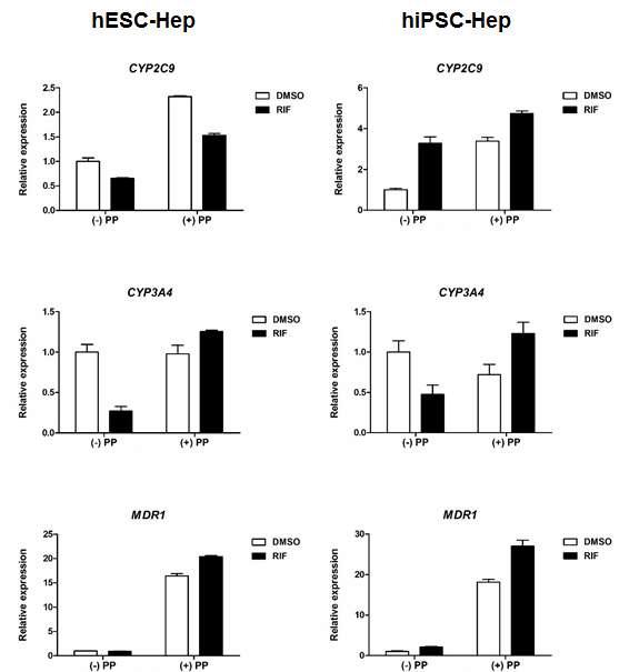 PP에 의한 인간 전분화능 줄기세포 유래 간세포의 cytochrome P450 유도 변화 분석