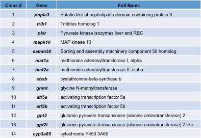 혈장 간효소 (plasma liver enzyme) 변화에 관여하는 유전자들