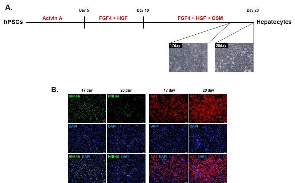 인간 전분화능 줄기세포 유래 간세포 분화 과정 및 간세포 마커 HNF4A와 AAT 단백질 발현 검증