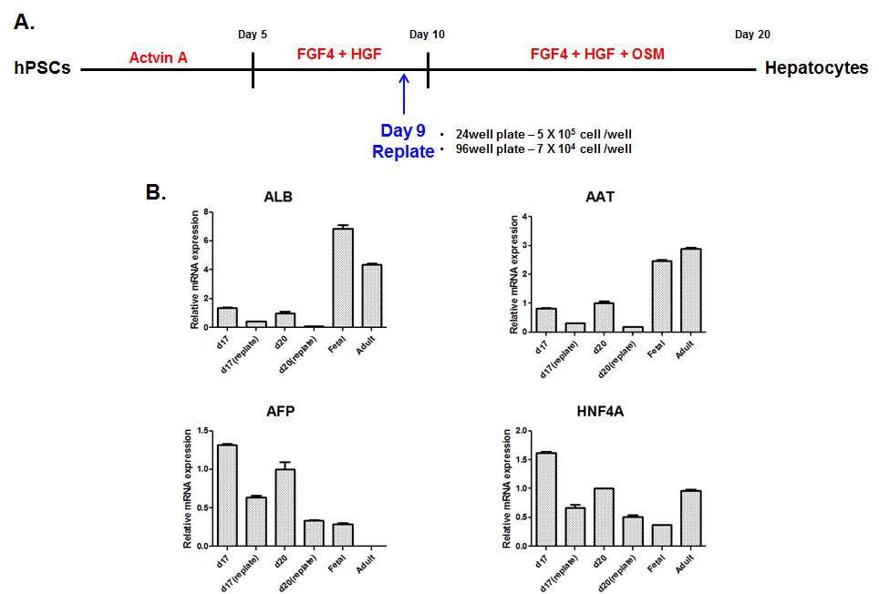 HCS 적합 줄기세포 유래 간세포 분화 배양 조건에 의한 간세포 마커 유전자 발현 변화 분석 1