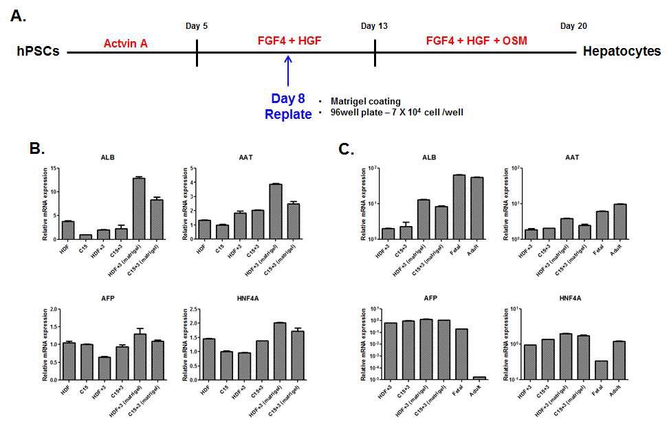 HCS 적합 줄기세포 유래 간세포 분화 배양 조건에 의한 간세포 마커 유전자 발현 변화 분석 2