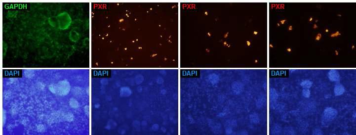 간암세포주 HepG2를 이용한 HCS 적합 분자 이미징 시스템 구축 – In situ hybridization