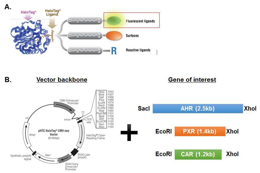 Halotag을 이용한 분자영상용 DNA vector 구축