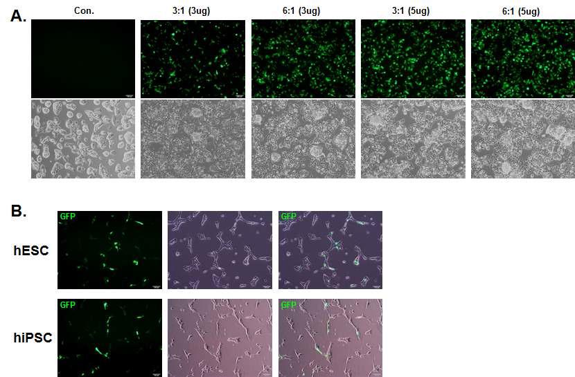 세포 내 GFP DNA 도입 효율 검증