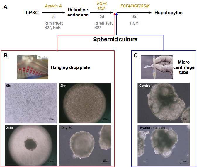 3차원 세포배양기술을 이용한 줄기세포 유래 간세포 분화 유도