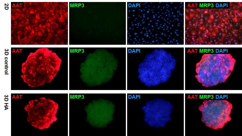 3차원 배양기술을 통한 줄기세포 유래 간세포의 AAT와 MRP3 단백질 발현 분석