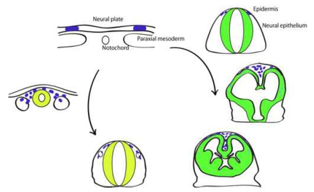 Neural crest cells의 다양한 lineages