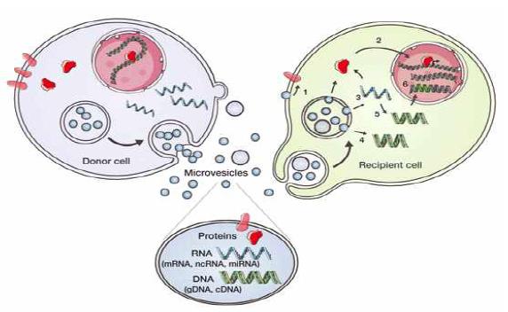 EMV를 통한 세포-세포간 유전체와 단백체의 전달 과정