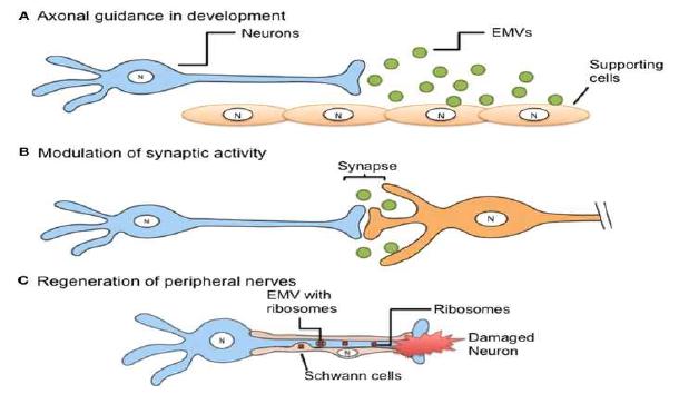 신경세포내에서 생성되는 EMV를 통한 신경세포 내 반응 기전