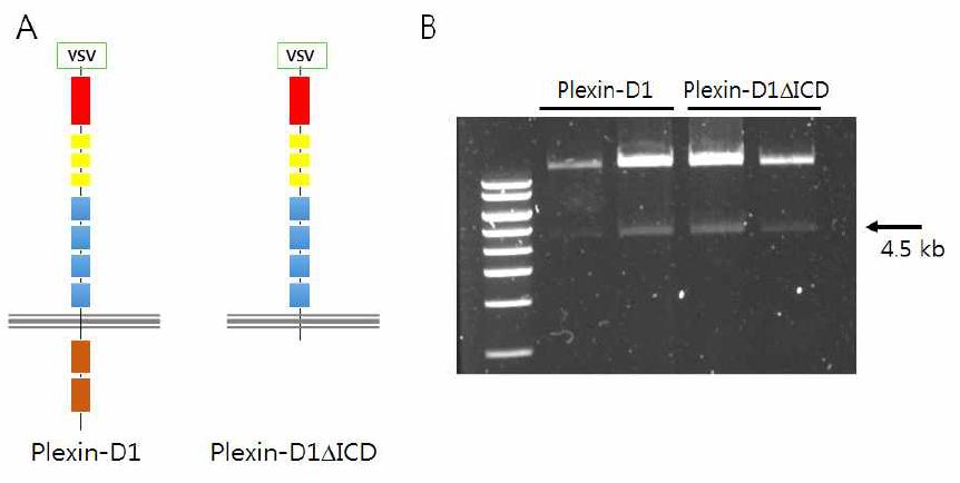 (A) Plexin-D1 의 세포밖 아미노기에 VSV 펩타이드로 tagging 시킨 모식도 (B) adenoviral vector에 각각의 Plexin-D1을 클로닝 한 후 충분한 DNA를 추출한 후, PacI 제한 효소를 처리하여 4.5 kb의 adenovial 특이적 유전자 절편을 확인함