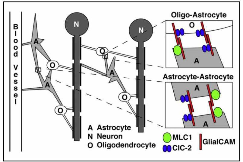중추신경계에서 MLC-1, CLC-2 염소이온통로, GlialCAM의 이온항상성 유지 모델