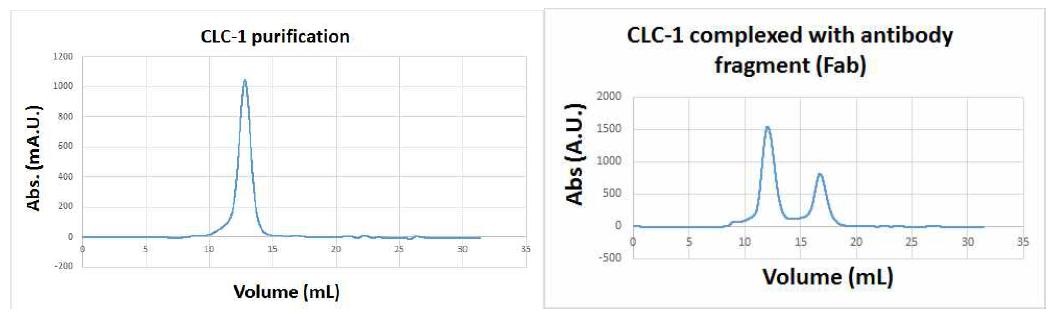 FPLC system을 이용한 CLC-1 단백질의 고순도 분리정제