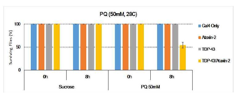 TDP-43/Ataxin-2 파리의 Paraquat(PQ) 민감도