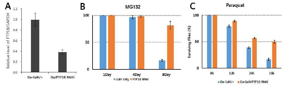 PTP1B downregulation이 PQC저해에 의한 독성에 미치는 영향