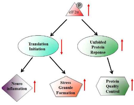 eIF2 alpha 인산화 연관 기전