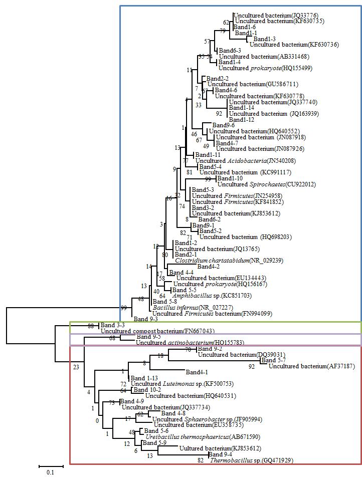 혐/호기퇴비상 시료에서 동정한 미생물의 계통수