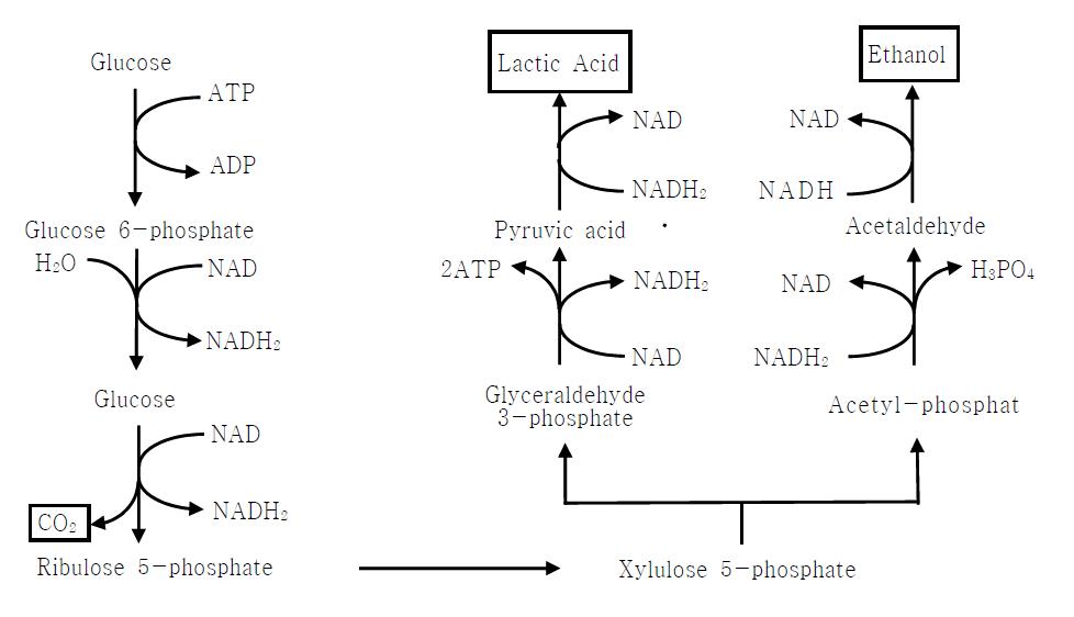 Heterolactic pathway