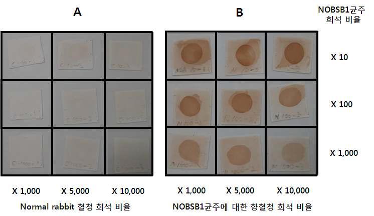 NOBSB1에 대한 항혈청 (host: rabbit)을 사용하여 NOBSB1균주에 대해 western blot한 결과. A: 대조 실험구, B: 실험구