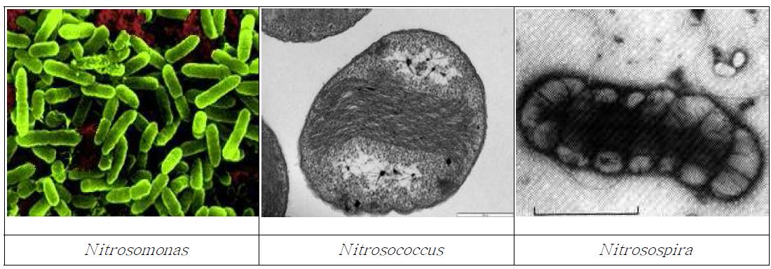 질산화 박테리아의 예(암모니아를 아질산으로 전환시키는 환경유용미생물)