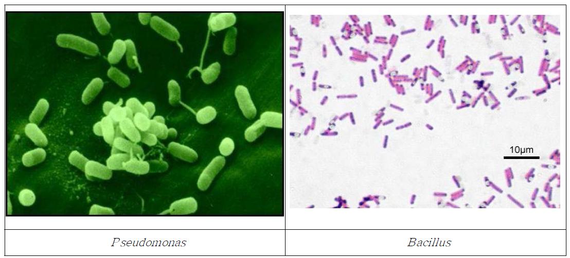탈질화 박테리아의 예(질산염을 최종 질소가스로 전환시키는 환경유용미생물)
