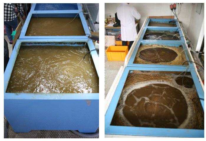 Biofloc 형성과정 실험을 위해 사용한 프라스틱 수조 (1 Ton). 왼쪽 (물 만들기 초기), 오른쪽 (물 만들기 후기).