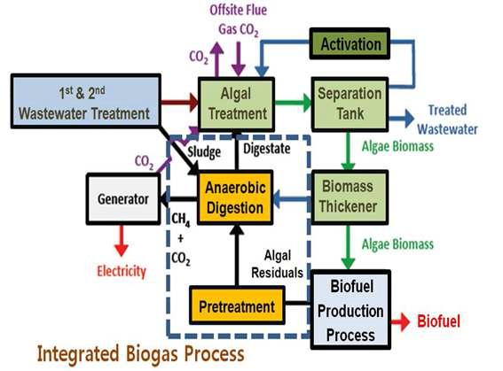 미세조류 고도처리 바이오연료화 시스템에서 본 통합바이오가스화 공정의 위치