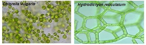 연구에 사용된 미세조류