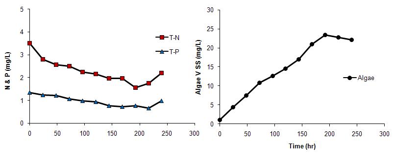 인 • 질소 제거와 미세조류의 성장
