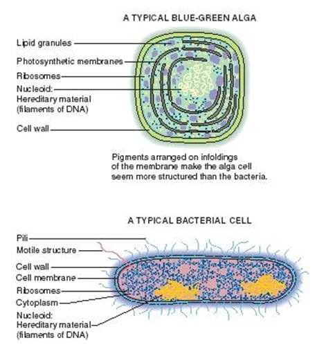 미세조류와 박테리아의 세포구조