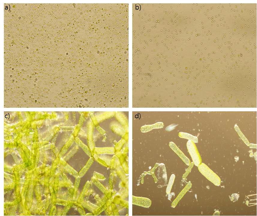 미세조류의 전처리 분해 전후의 현미경사진: a) 전처리전 Chlorella vulgaris (× 400), b) 전처리후 Chlorella vulgaris(× 400), c) 전처리전 H ydrodictyon reticulatum(× 100), d) 전처리후 H ydrodictyon reticulatum(× 100)