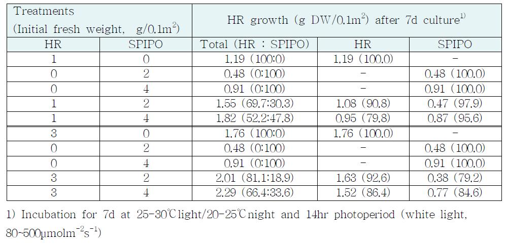 인공하수(pH 5.8)내의 HR+SPIPO 혼합배양에 있어서 초기 접종량 조합에 따른 생장량 차이
