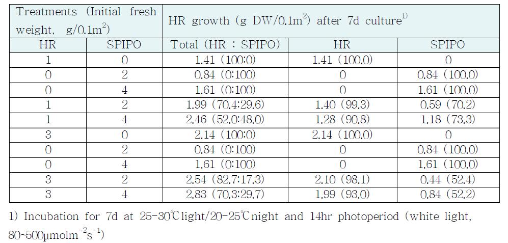 인공하수(pH 9.4)내의 HR+SPIPO 혼합배양에 있어서 초기 접종량 조합에 따른 생장량 차이