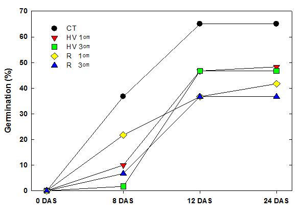 작물 잔여물 피복이 가시박의 발아에 미치는 영향 DAS: Day after seeding; HV: Hairy vetch; R: Rye.