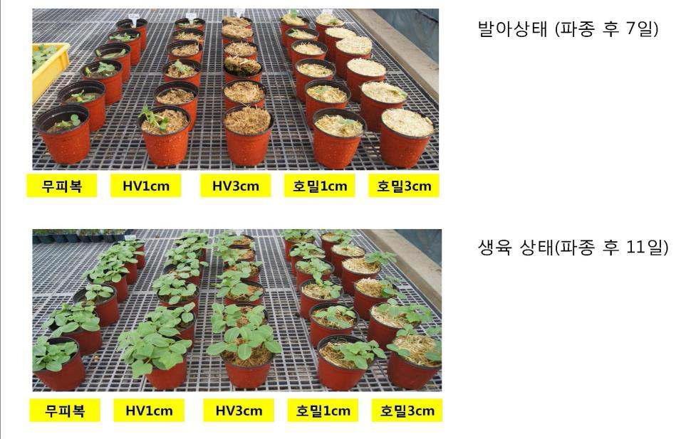 토양피복이 이루어진 포트에서 발생한 가시박