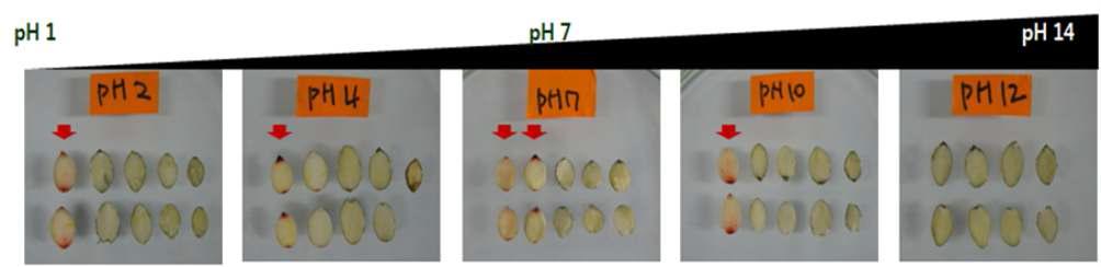 다양한 pH의 층적처리 이 후 가시박 종자의 Tetrazolium test