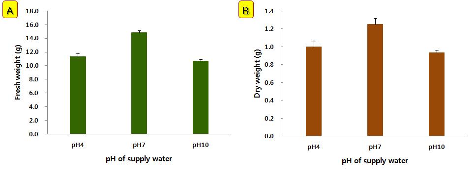 관수 pH에 따른 가시박의 생중량(A)과 건중량(B) 비교