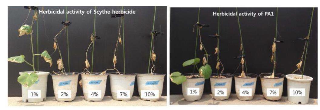 가시박에 대한 Scythe herbicide(Gowan)과 PA1의 다양한 Pelargonic acid 농도 처리 2일 후 모습