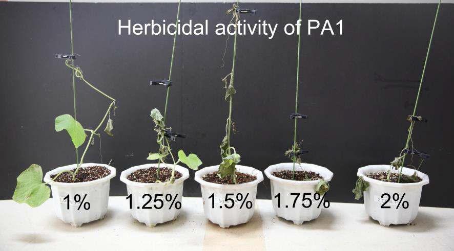 가시박에 대한 PA1의 다양한 Pelargonic acid 농도 처리 2일 후 모습