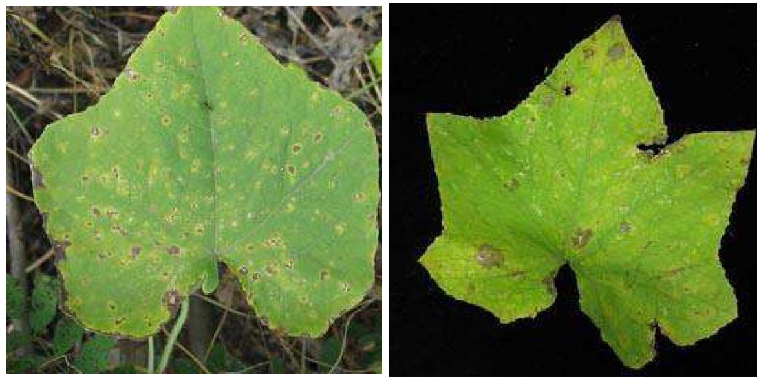 Cercospora(좌) 와 Pseudocercospora(우)에 의한 병징