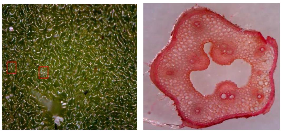 가시박 잎의 기공 분포 양상(좌) 및 줄기 해부 단면(우)