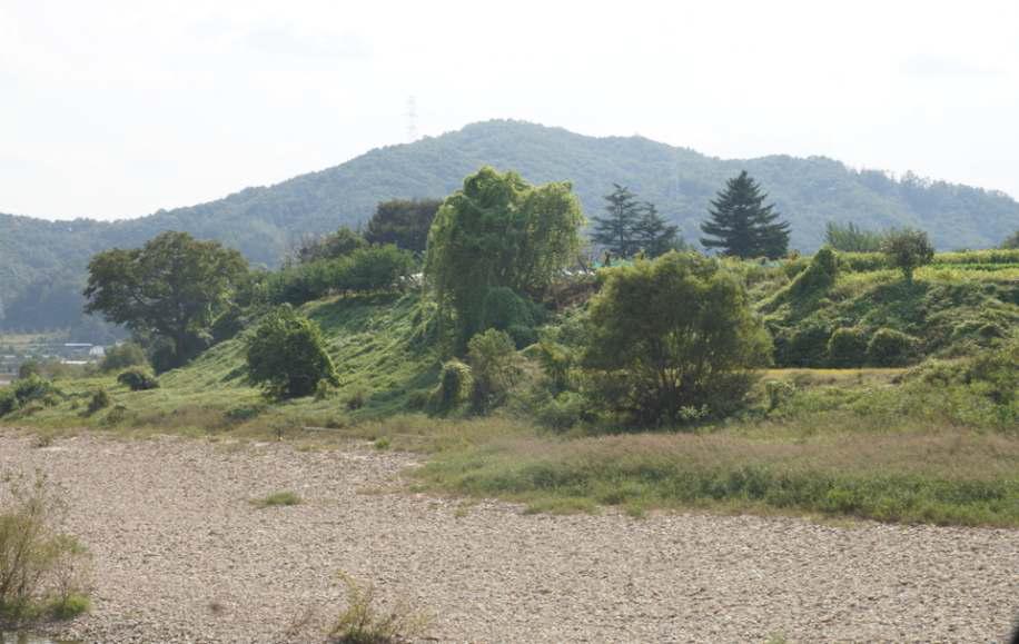 충북 옥천 금강상류의 가시박 대발생지