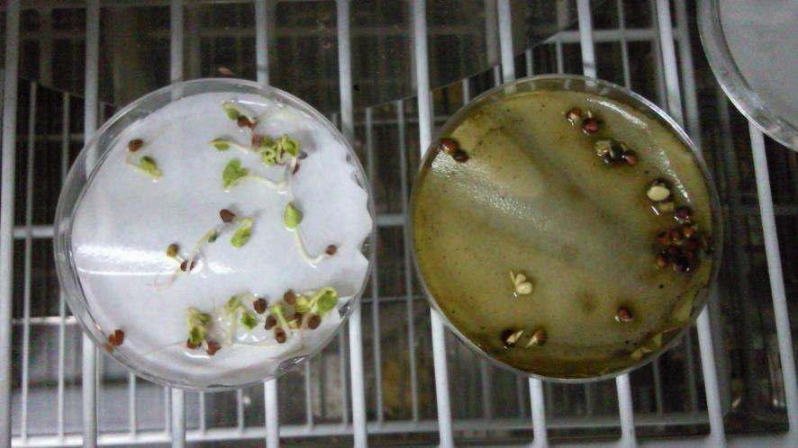 무처리구와 가시박 추출물을 처리한 실험구의 유채 발아 시험