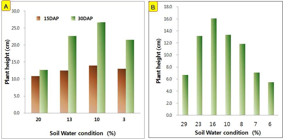 가시박의 수분조건에 따른 초장 차이 (A: 실험 A, B: 실험 B)