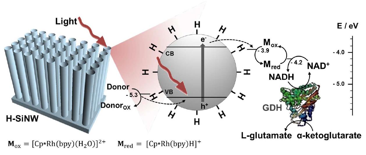 Schematic diagram of photochemical cofactor regeneration and synthesizing a mino acid using silicon nanowires