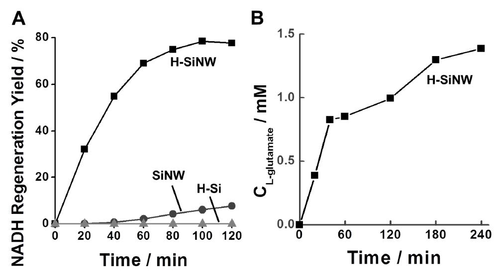 Time profiles for nicotinamide cofactor photoregeneration and glutamate phot osynthesis by GDH