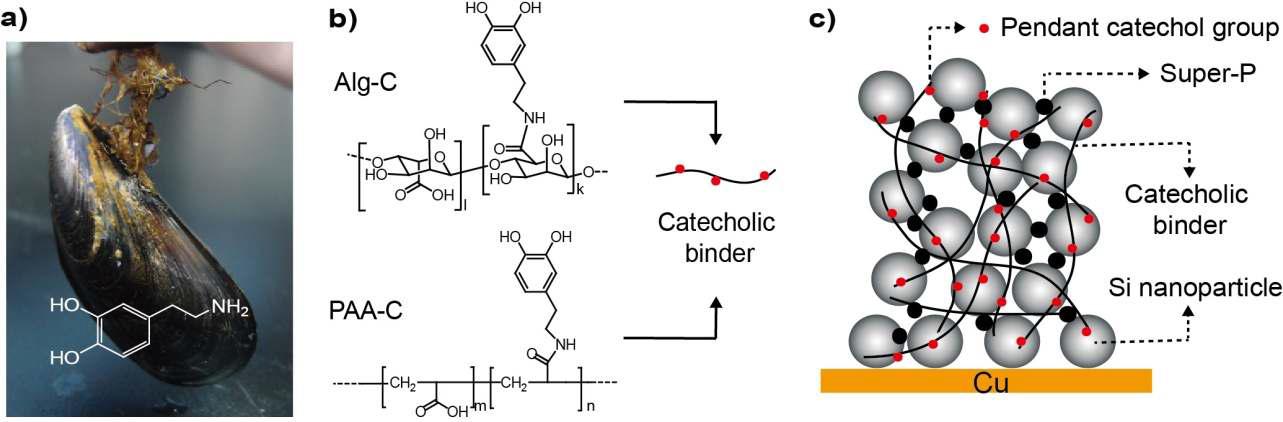 Catechol conjugated polymer binders and Si anode structure.